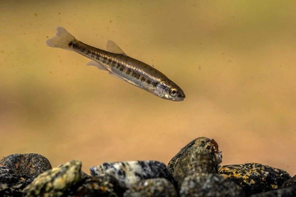 What Do Fish Need To Survive In Their Environment? Water Adaptations