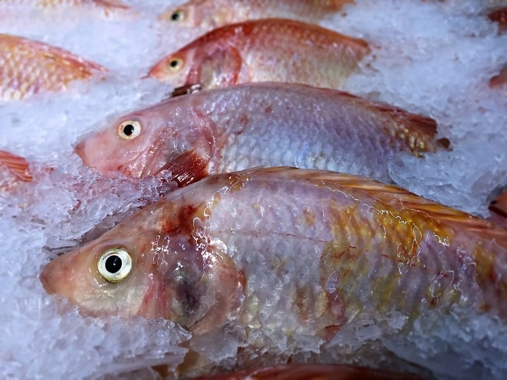 How Long Does Fish Last In The Freezer? Your Fish Guide