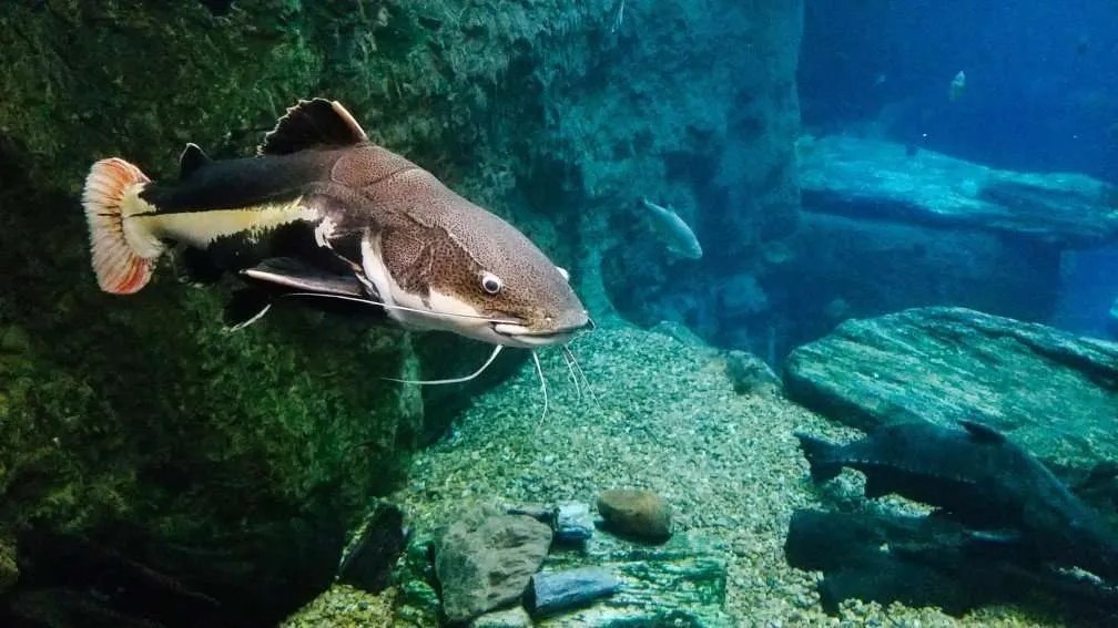 What Fish Help Clean Ponds? Best Algae Eating Fish for Ponds