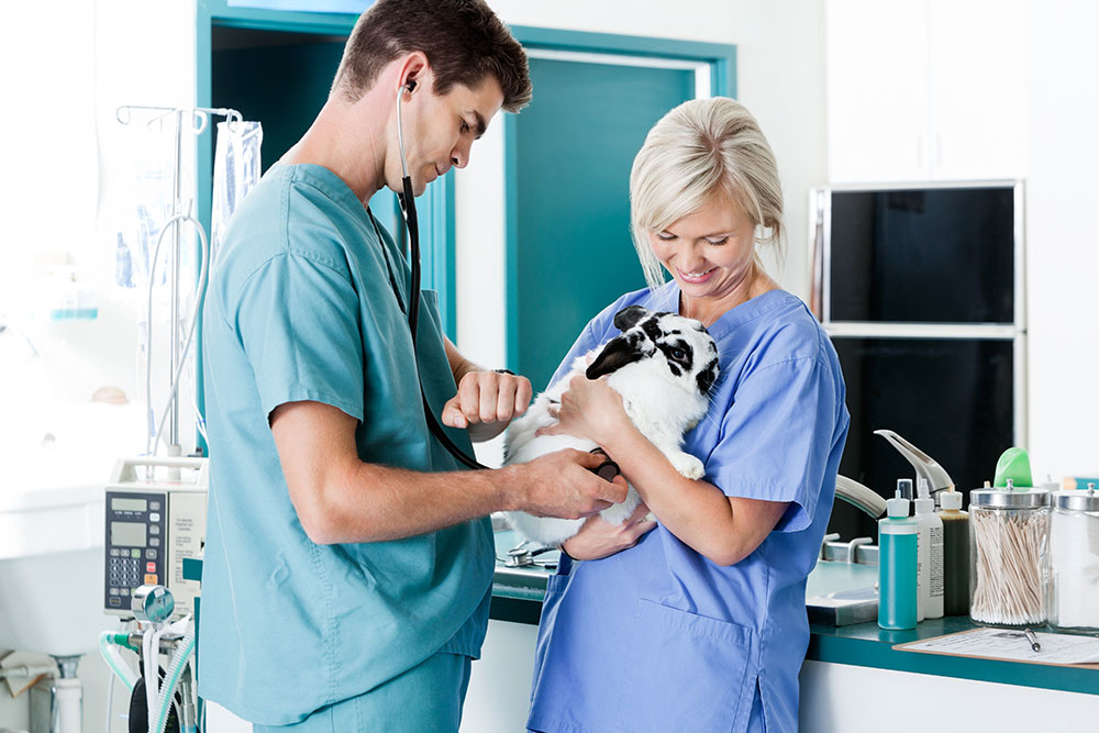 Veterinary Technician Requirements