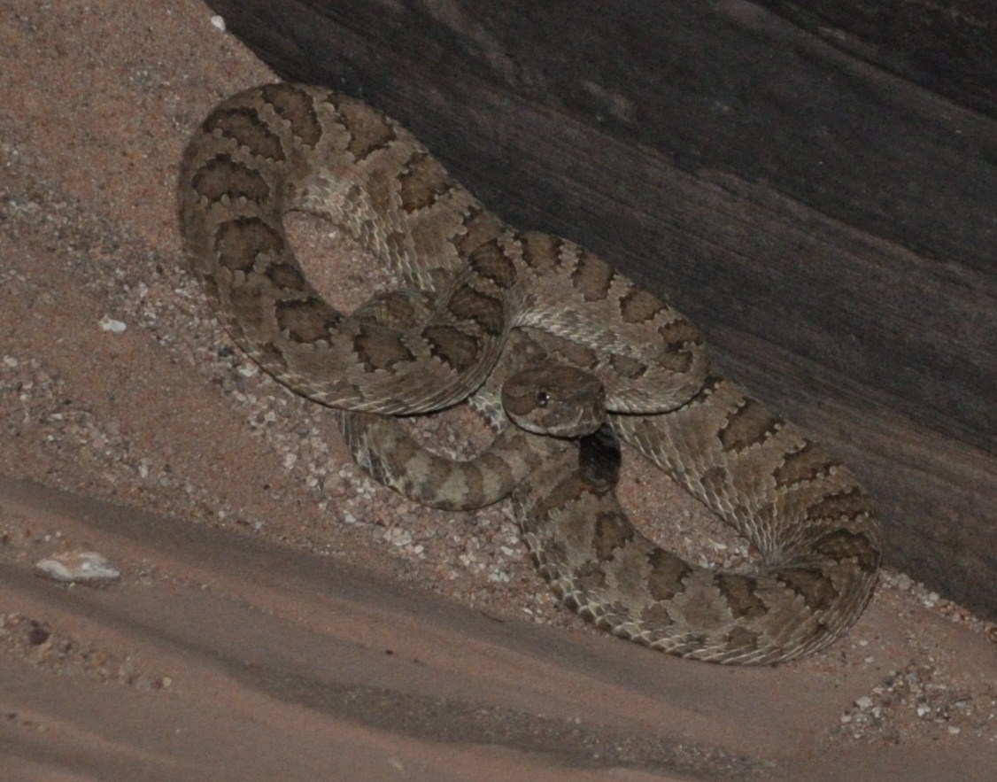 Venomous Snakes Your Hike Guide