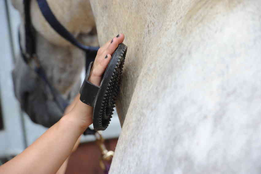 Groom Your Horse in 4 Steps Your Horse