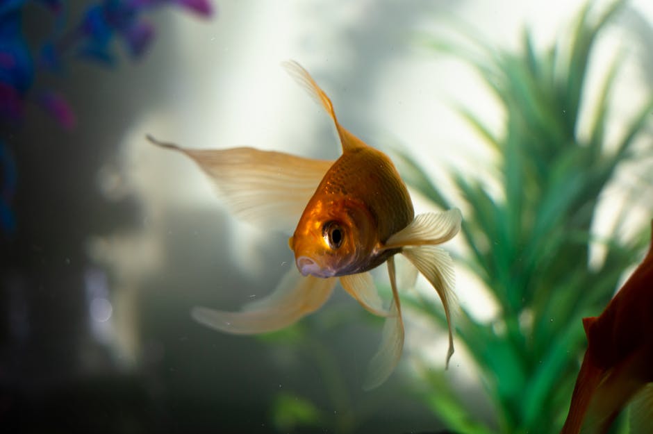 How to Keep Fish Alive and Thriving in Your Aquarium