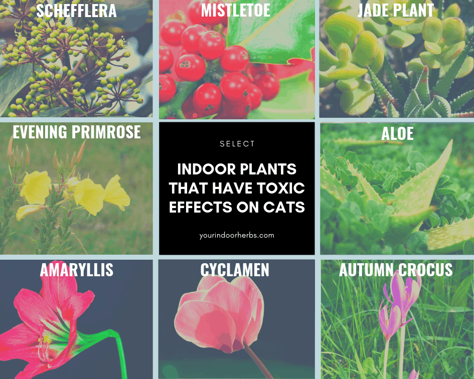 Toxic Houseplants for Cats Images 3 Your Indoor Herbs and Garden