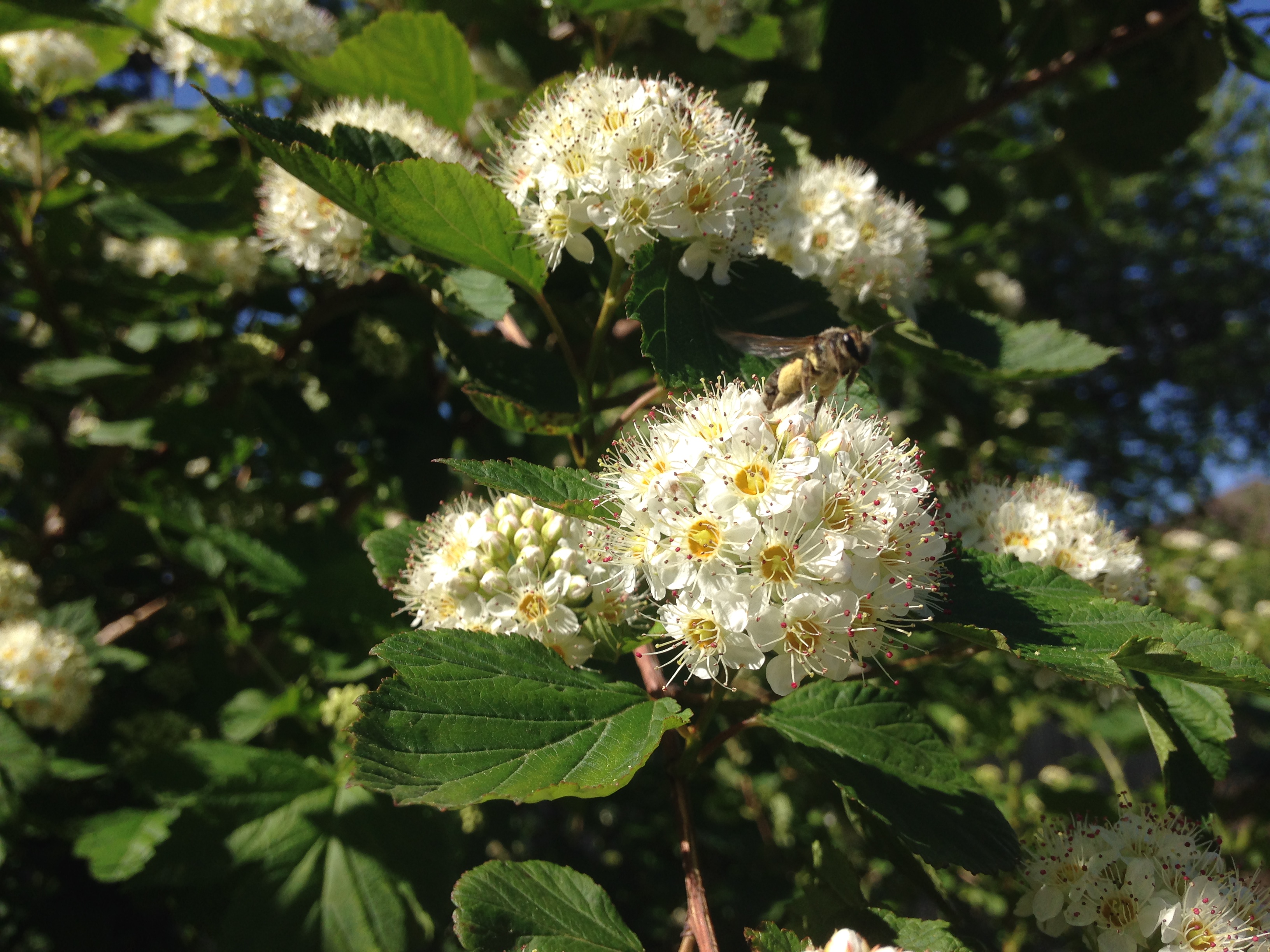 Three Native Shrubs Adored by Bees LEAF Local Enhancement