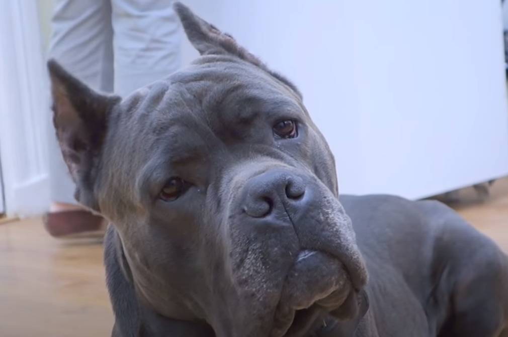 Cane Corso price and what it depends on YOUR MASTIFF