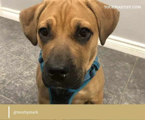 Cane Corso Bullmastiff Mix larger than life YOUR MASTIFF