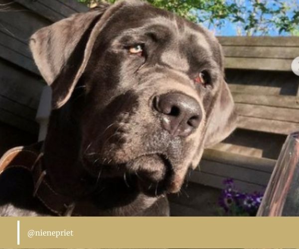 Cane Corso Lab Mix owner review and photos YOUR MASTIFF