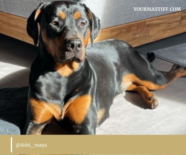 Cane Corso Doberman Mix owner review YOUR MASTIFF