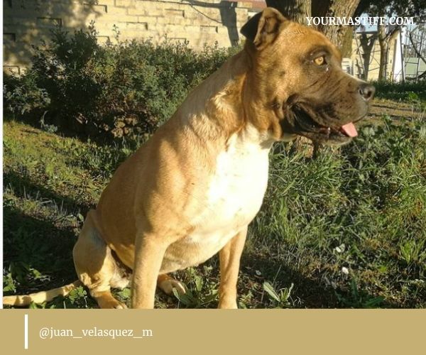 Cane Corso Bullmastiff Mix larger than life YOUR MASTIFF