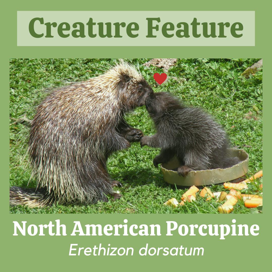 North American Porcupine Habitat