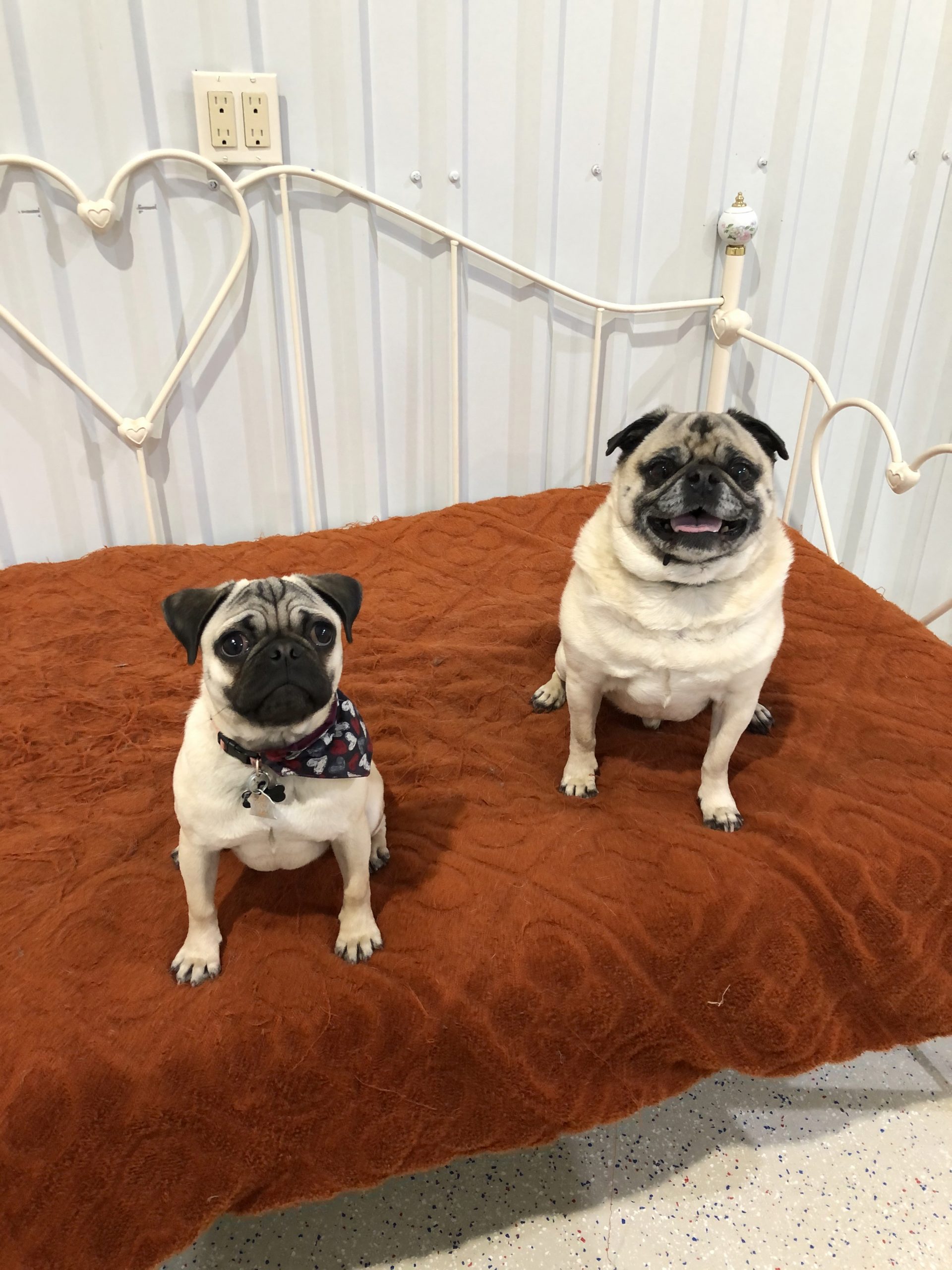 Daycare, Boarding, Pet Sitting/LAS CRUCES Your Pet Space