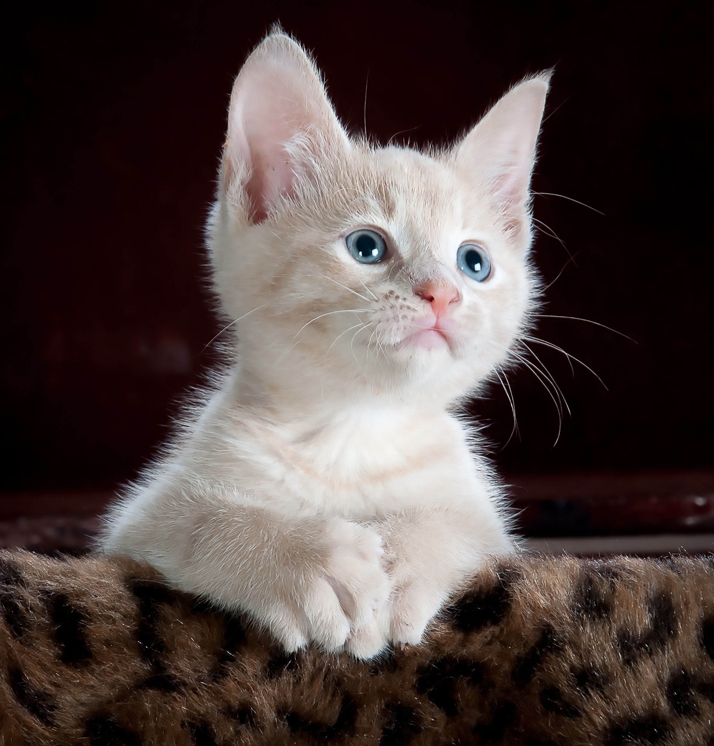 Your Pets Vet Cat Bald Spot On Belly Your Pets Pro Your Pets Pro