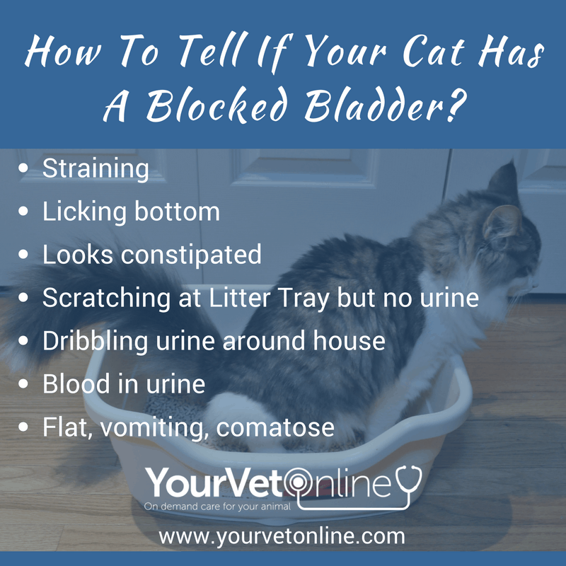 Is Your Cat Straining? Having Blood Urine? Misses His Litter Box And
