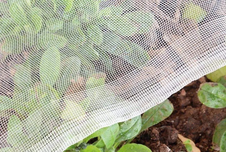 AntiInsect Netting 5 Benefits & 5 Considerations You May Not Know