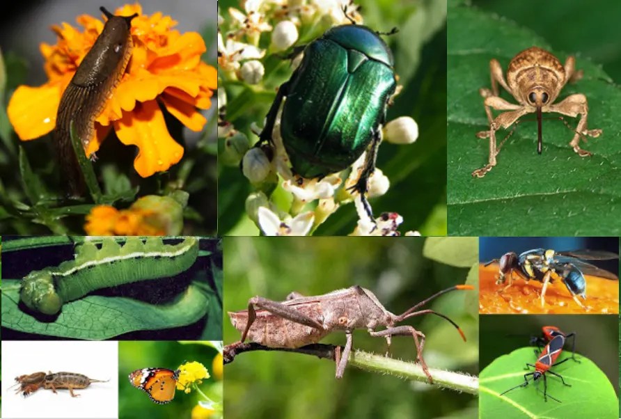 10 Effective Ways to Stop Bugs from Eating Your Plants INSONSHADE