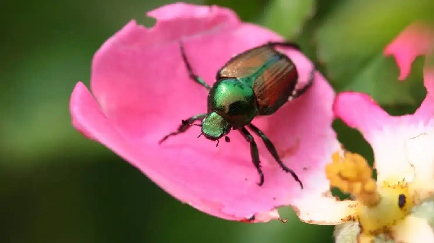 9 Methods to Stop Bugs from Eating Rose Leaves INSONSHADE