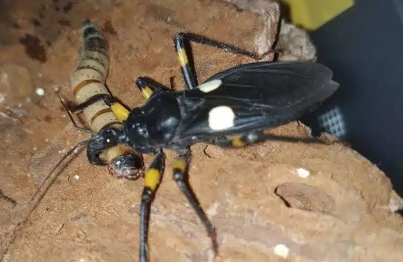 10 Effective Ways to Stop Bugs from Eating Your Plants INSONSHADE