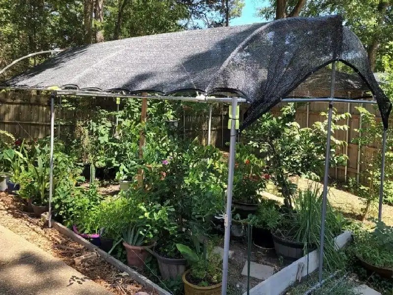 What Color Shade Cloth is Best for Tomatoes? InDepth Analysis INSONSHADE