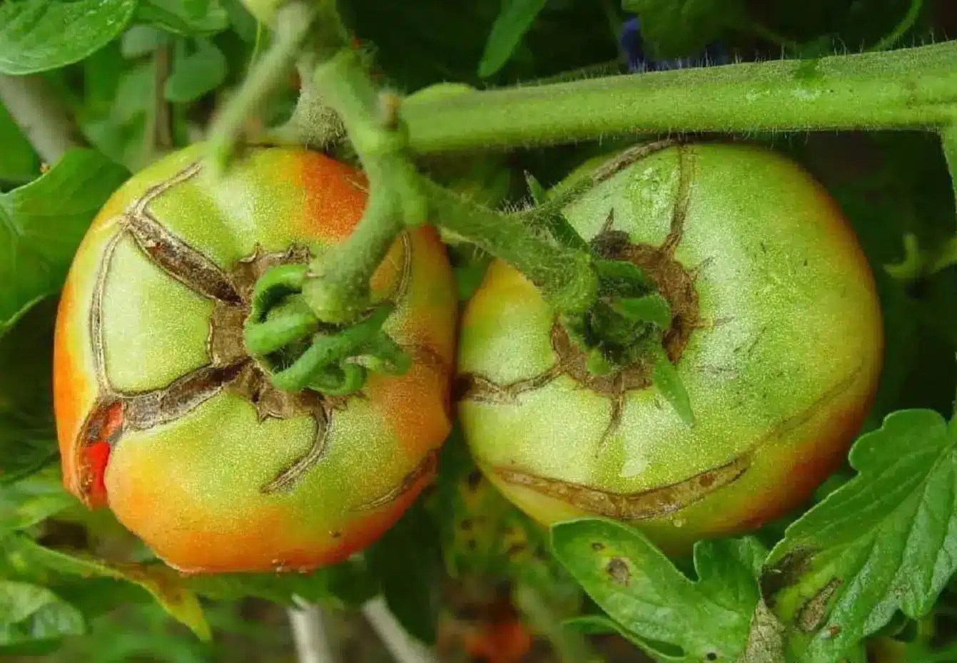 What Color Shade Cloth is Best for Tomatoes? InDepth Analysis INSONSHADE