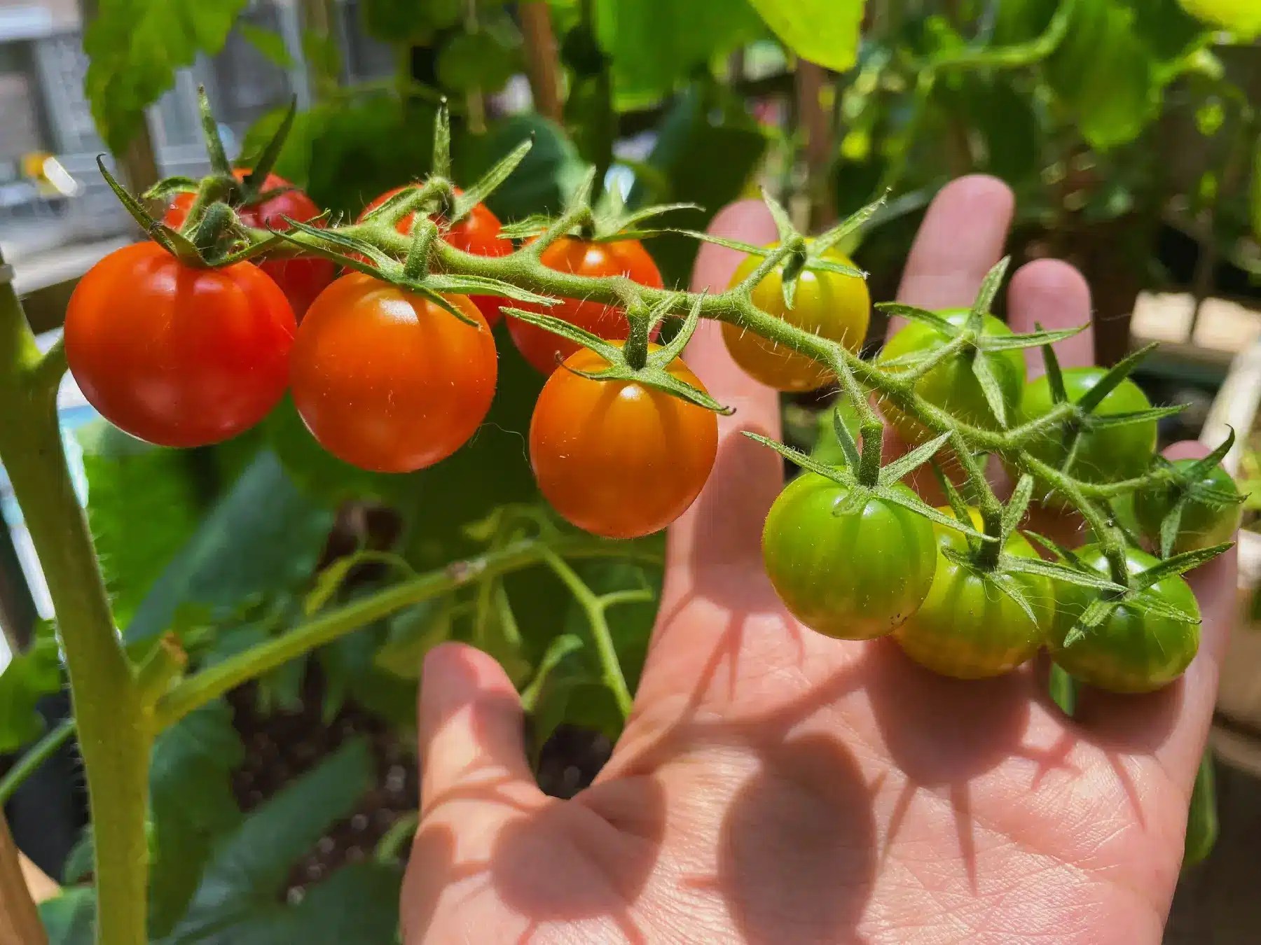 What Color Shade Cloth is Best for Tomatoes? InDepth Analysis INSONSHADE