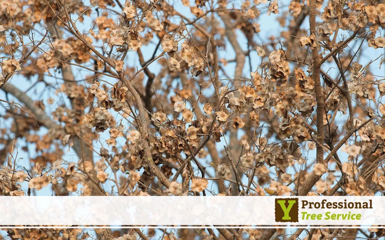 How to Save a Dying Tree An Expert Guide