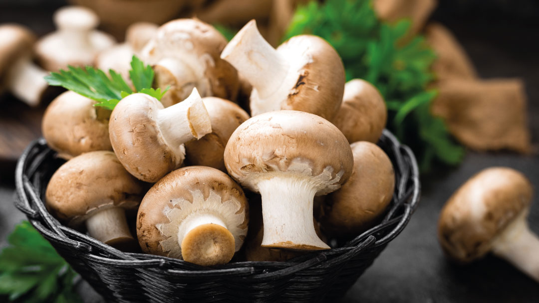 HONGOS Y SETAS QUE PUEDES CONSUMIR YuA Blog