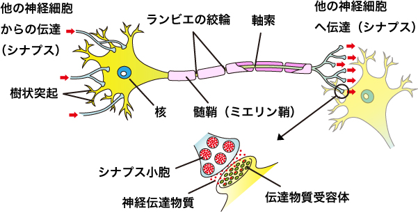 脳の神経細胞（ニューロン）の信号伝達のスピード、跳躍伝導 神経細胞について｜平塚の整体なら22年以上の経験と実績の【三上カイロプラクティック平塚整体院】