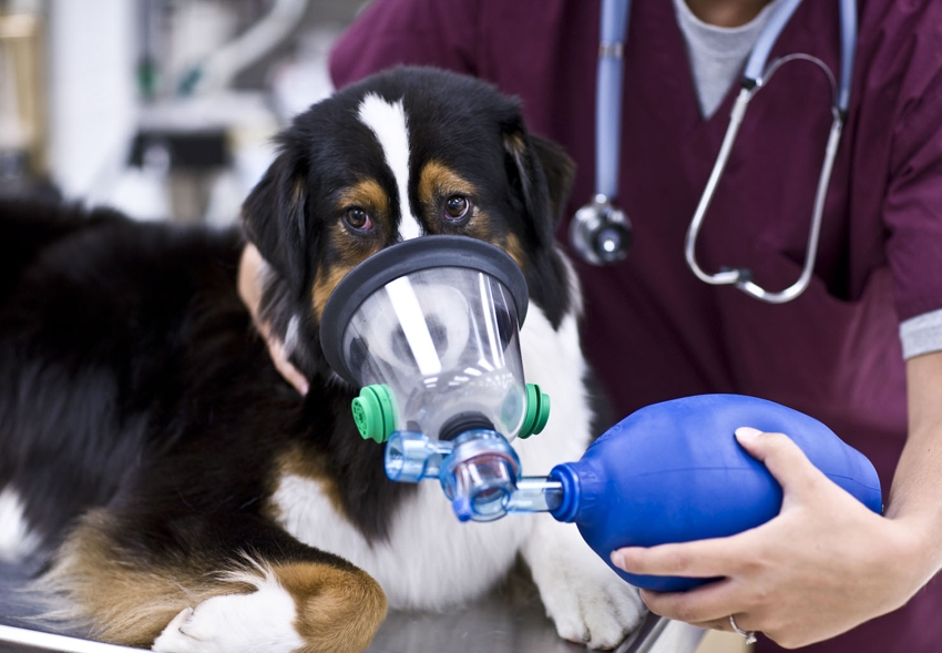 Pet Oxygen Masks For Canine And Feline Fire Departments, Vets, EMS