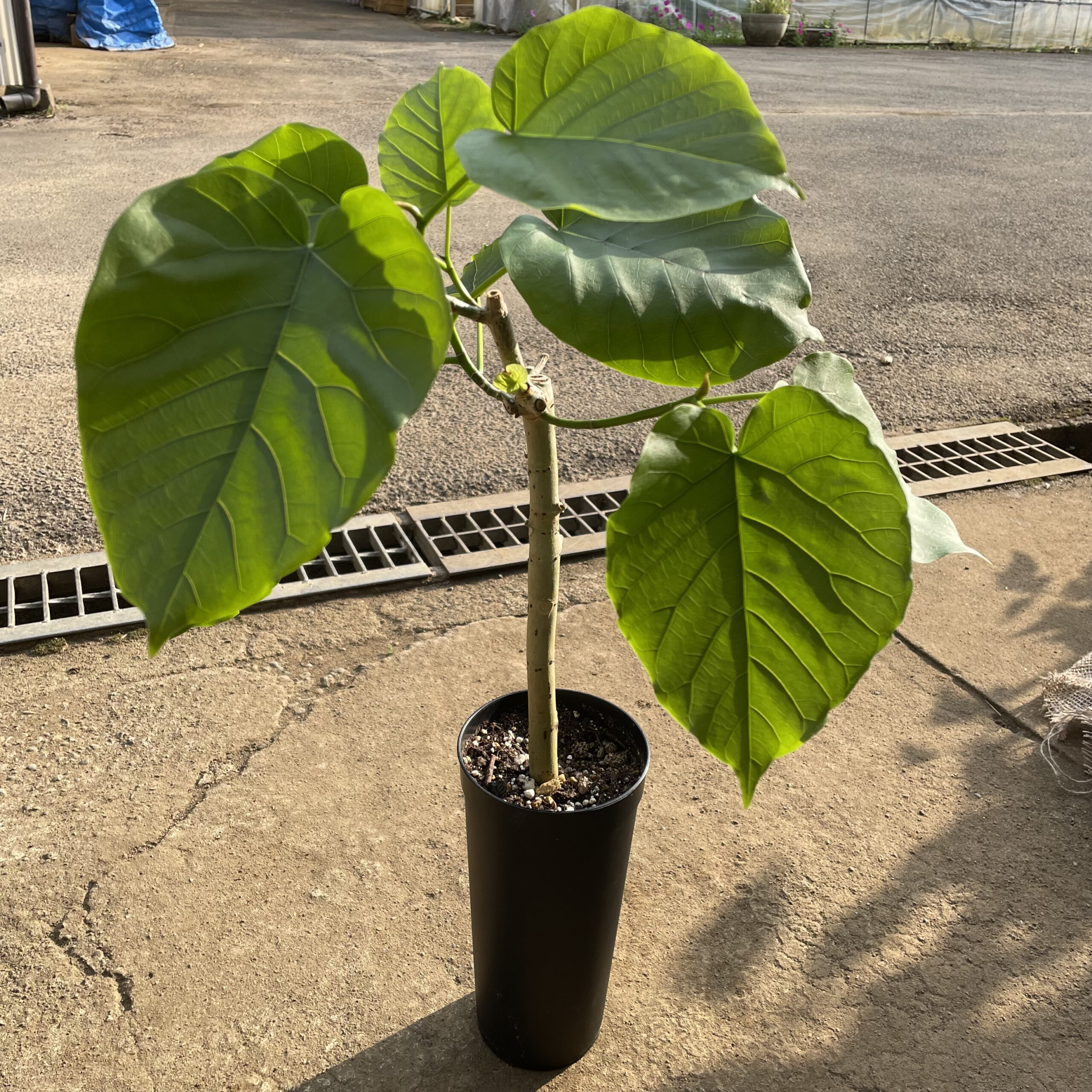 ウンベラータの植え替えをしました【植え替え時期と方法】 Vege Rhythm