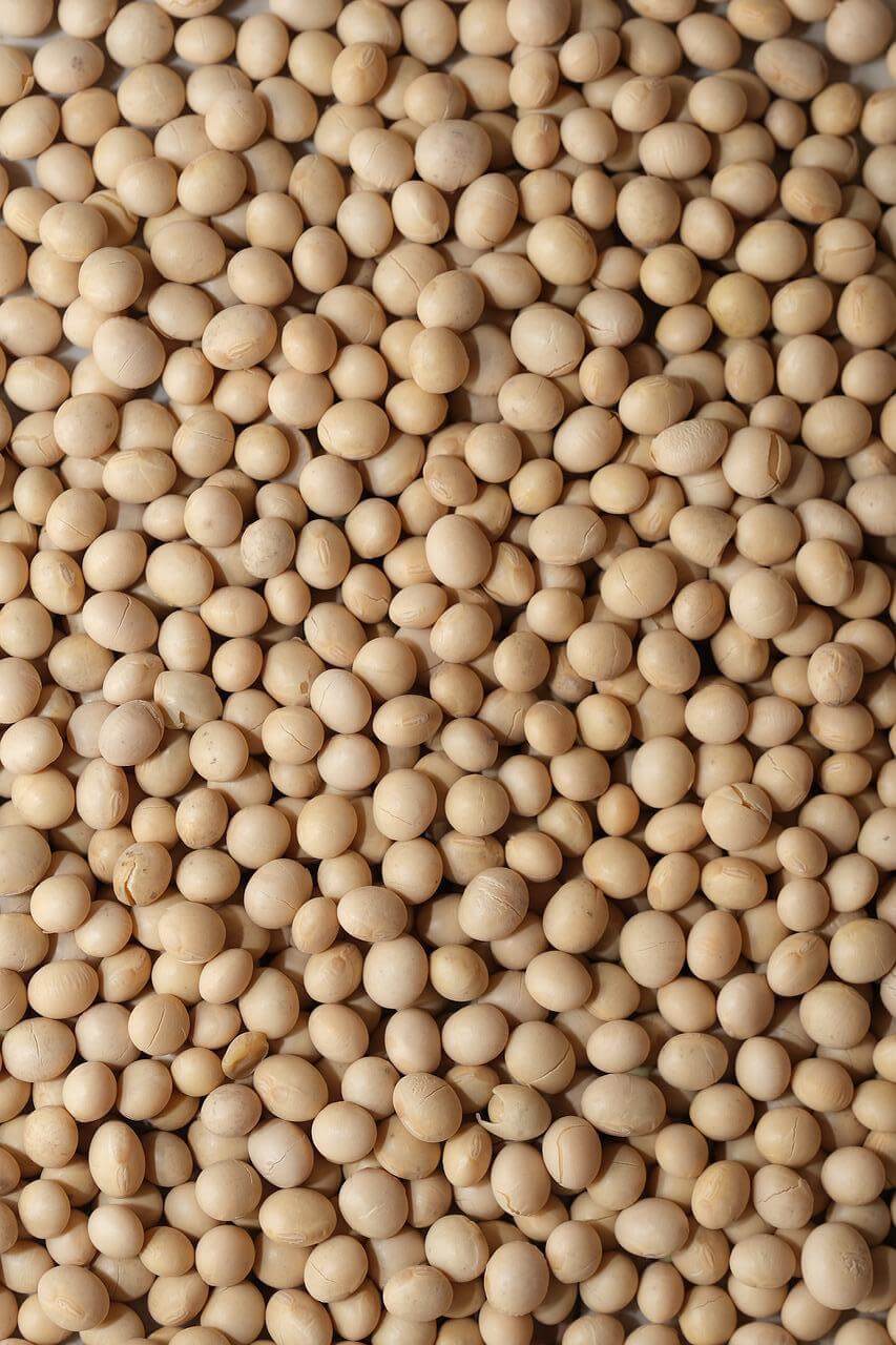 Is Soy Low FODMAP? Everything You Need To Know Yummyble