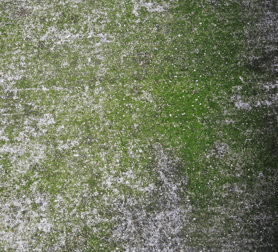 Moss Concrete Texture Set Yvelle Design Eye