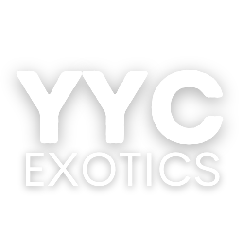 YYC Exotics Luxury & Exotic Car Rental in Calgary AB