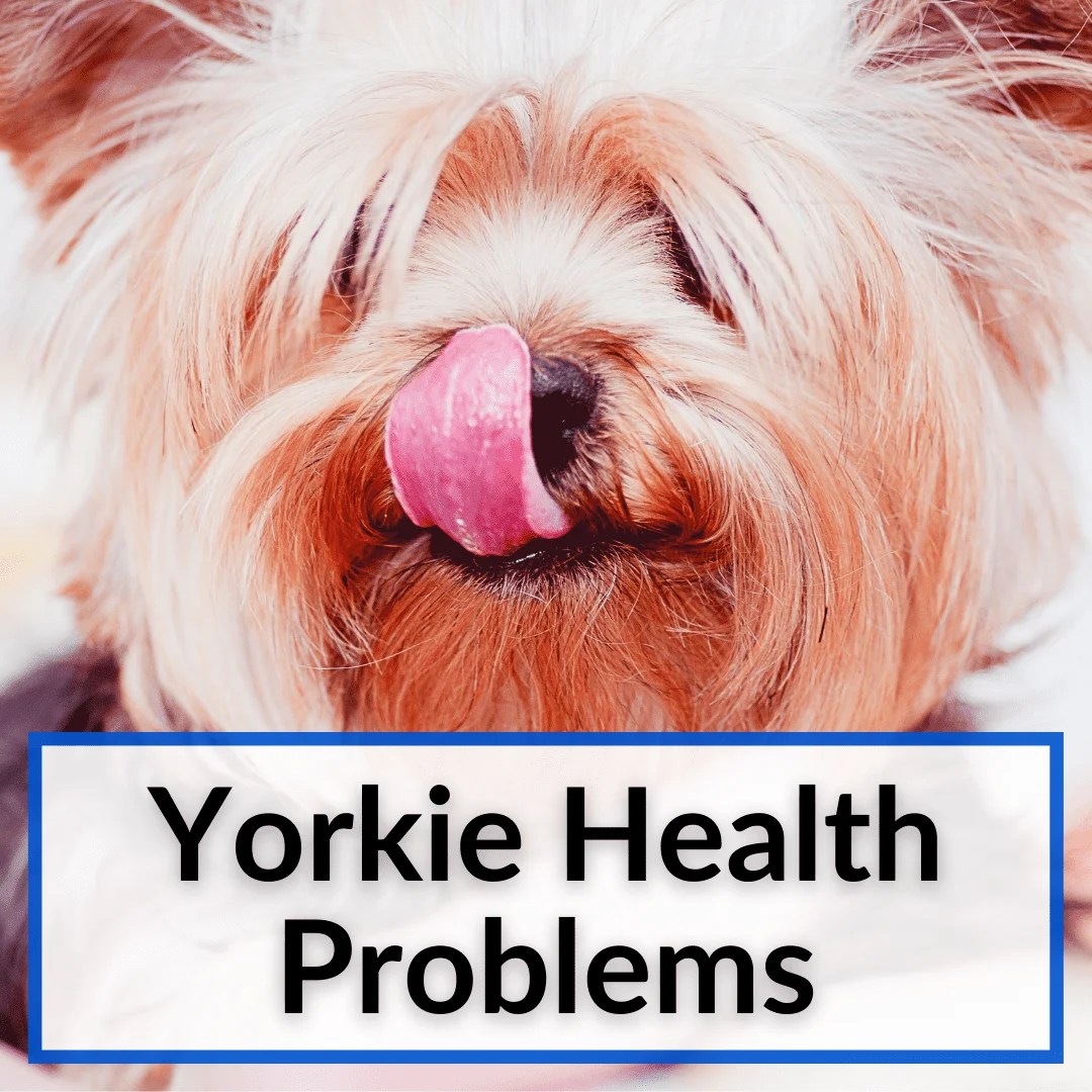 Yorkie Health Problems Medical Issues You Need To Know)