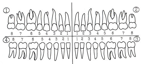 Die Bezeichnung der Zähne | Schöne Zähne