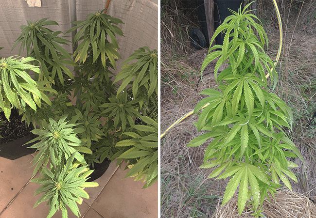 Fixing Overwatering And Underwatering A Cannabis Balancing Act