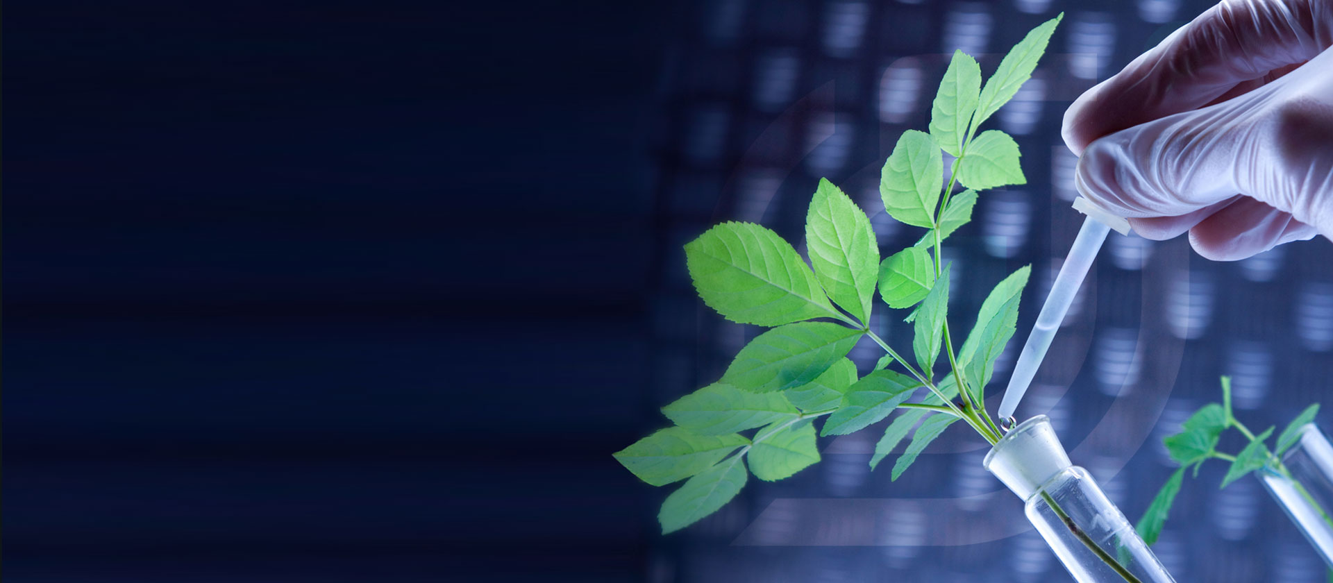 Indoor plants for sale Best Online Plant Shop in Dubai Zar3