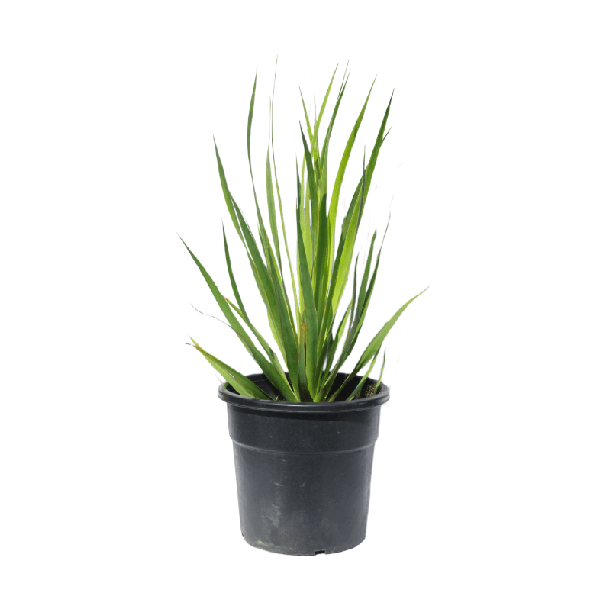 Dracaena plants for sale Online plant nursery Buy Now!