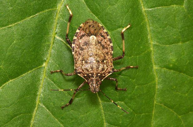 Zarvaragh Important News Toronto/Canada Asian stink bug invades