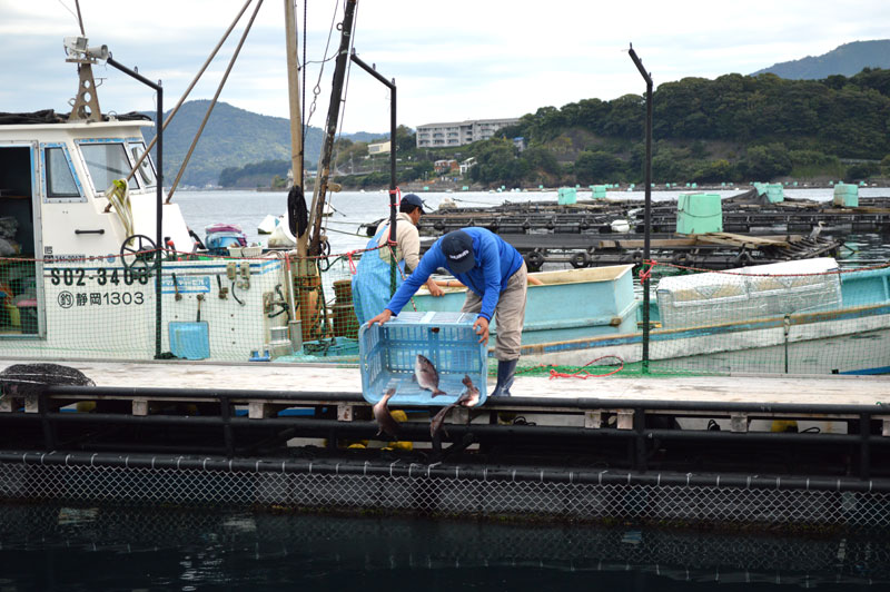 養殖場から釣り堀へ！～養殖場見学・関東編～ 釣船茶屋ざうお