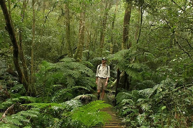 Tsitsikamma Walks and Short Hikes in Storms River Village and