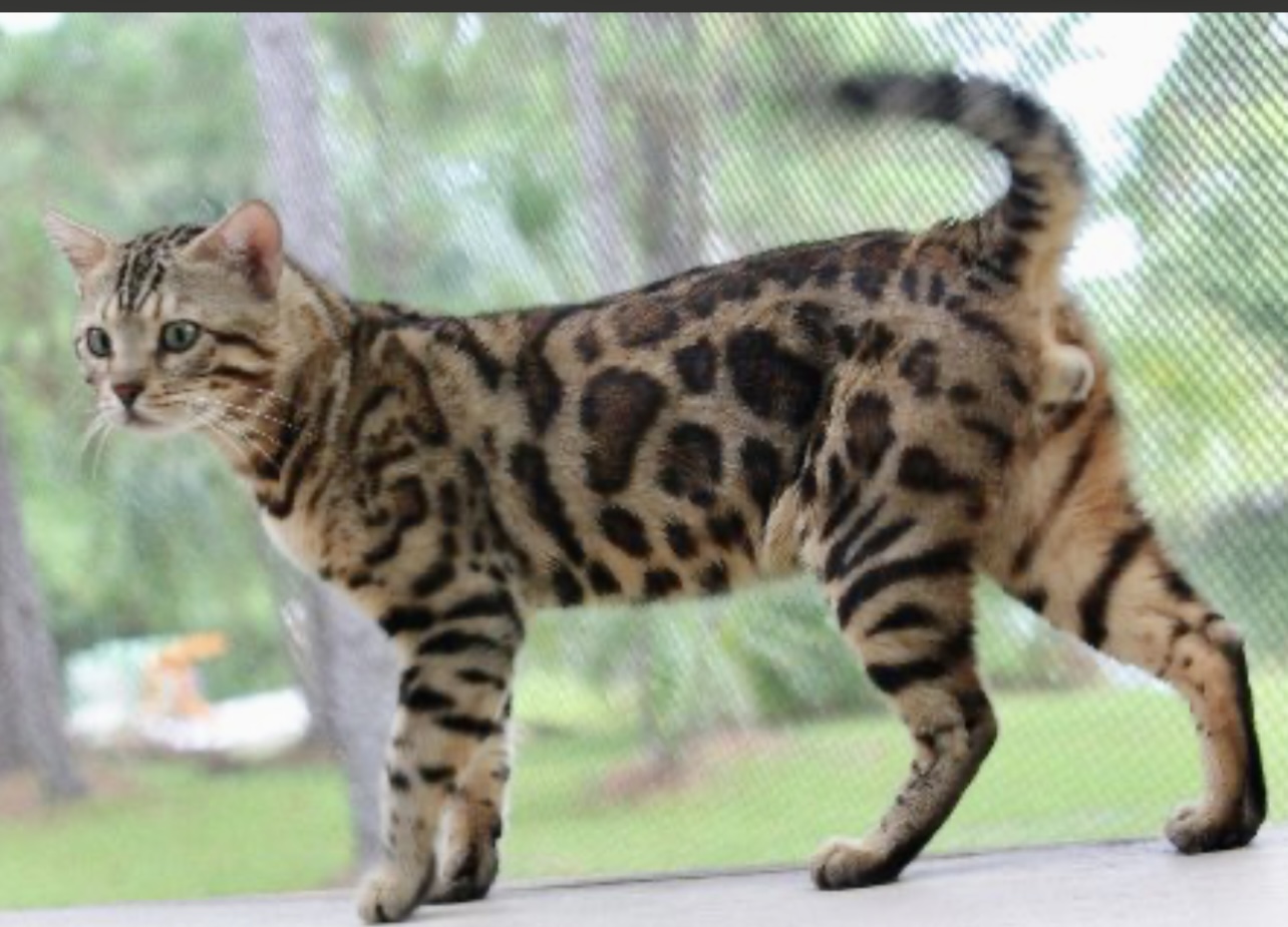Bengal Kittens for Sale Florida Zawieco Bengals