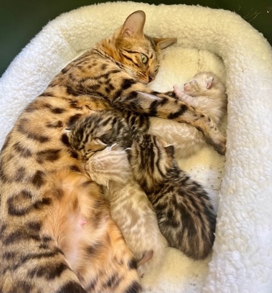 Bengal Kittens for Sale Florida Zawieco Bengals