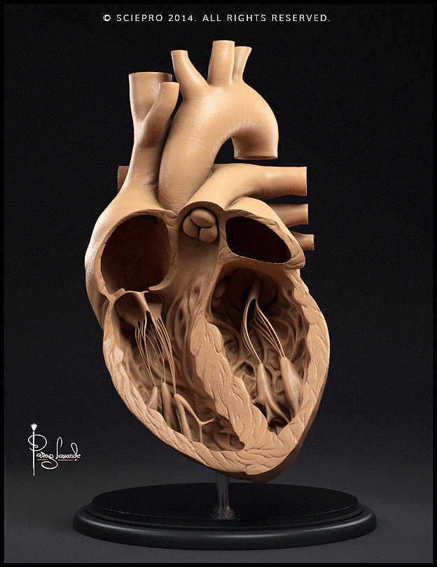Human Heart. ZBrushCentral