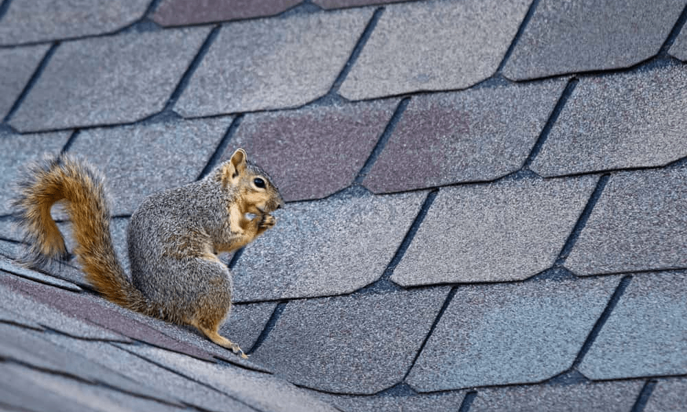 Best Ways To Keeping Squirrels Away From Your Property ZE Architecture