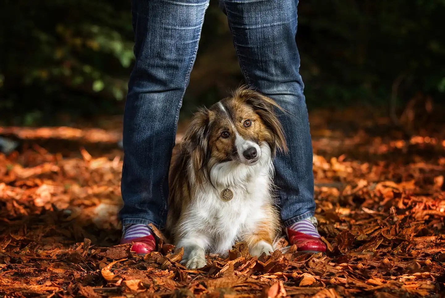 Our Zen Dogs Zen Dog Canine Training