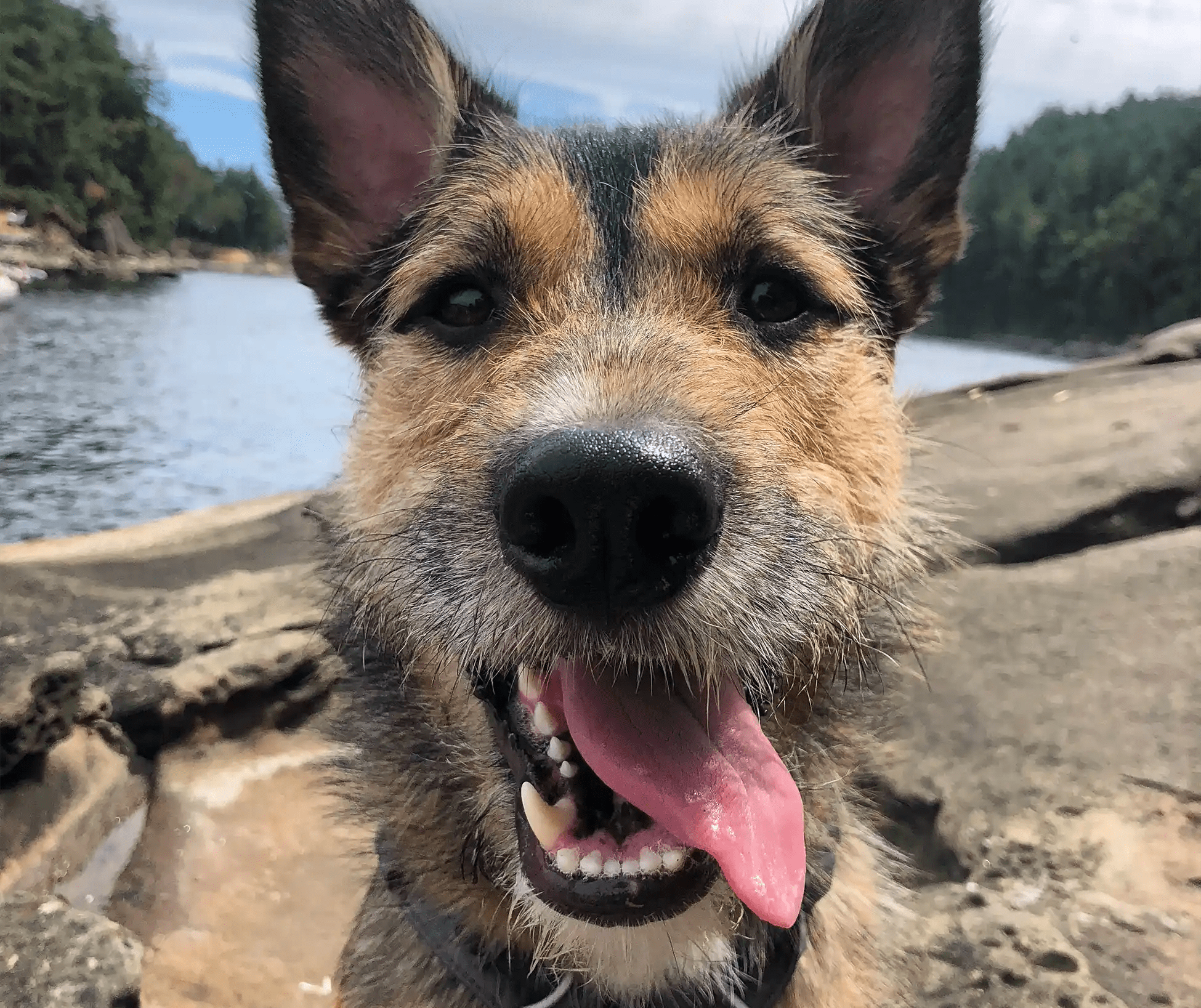 The Rescue Zen Dog Canine Training