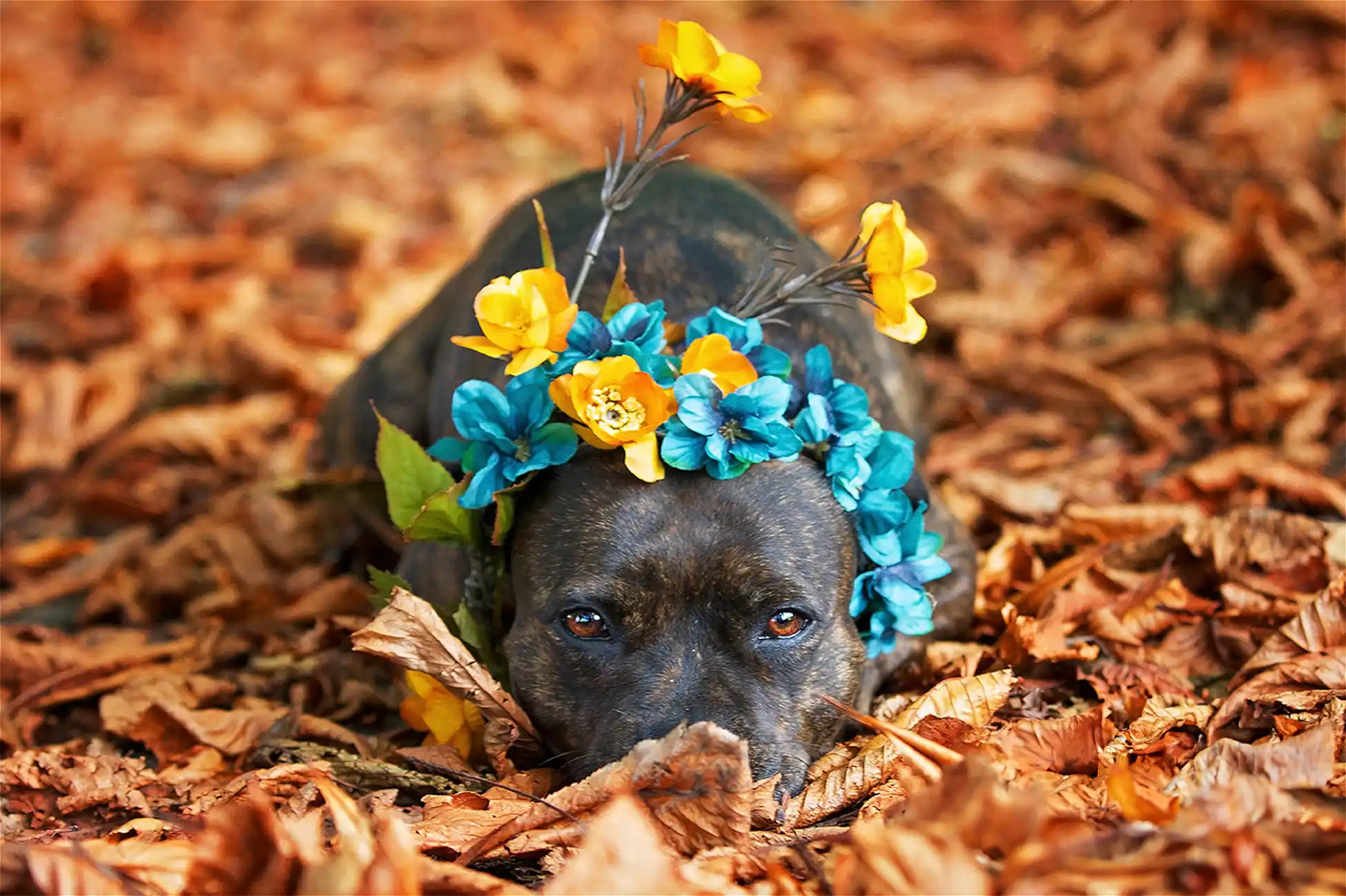 Single Lesson Zen Dog Canine Training