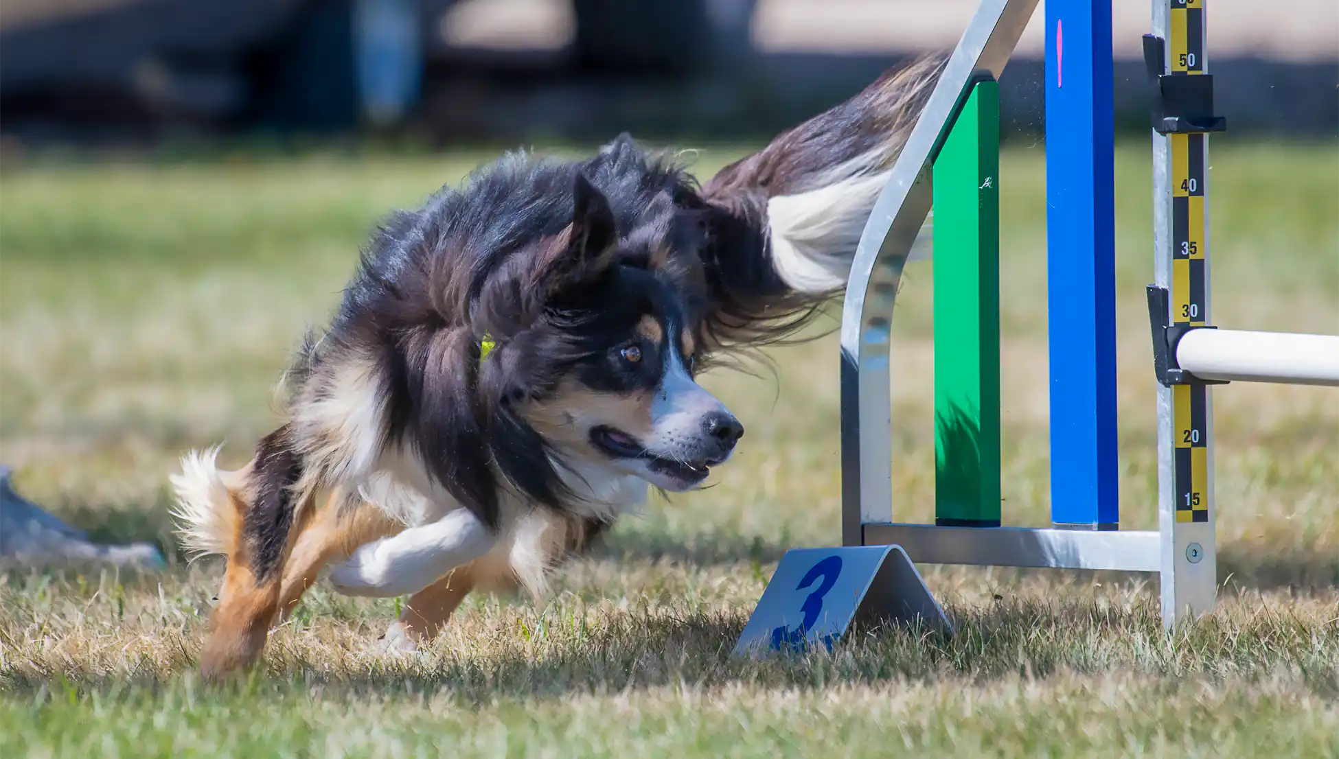 Why Agility? Zen Dog Canine Training