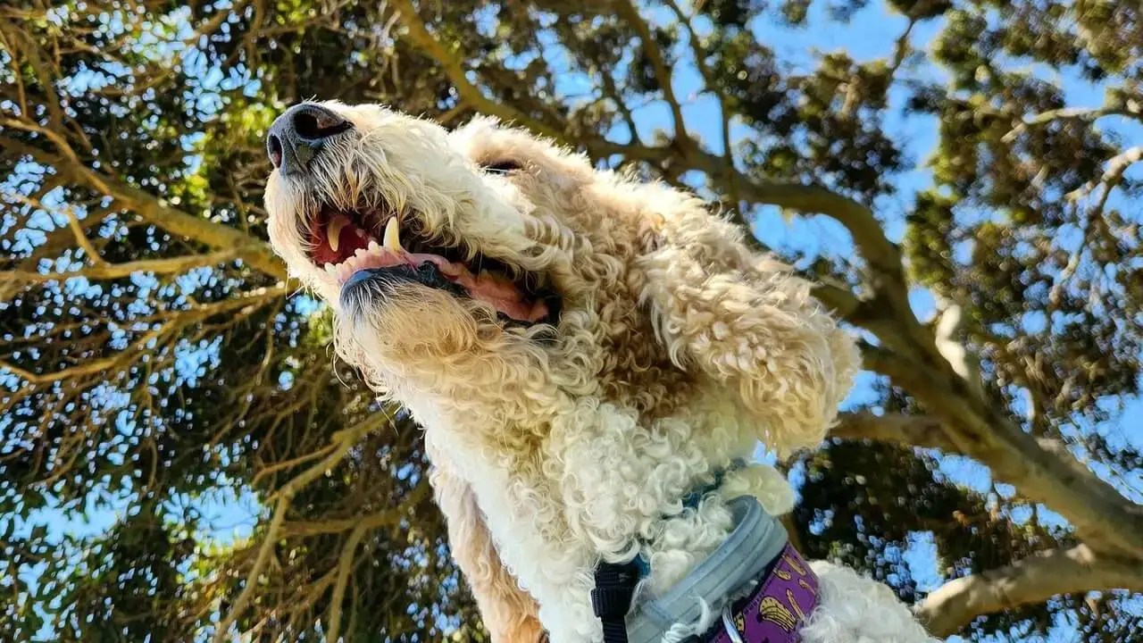 From Dog Lover to Pack Leader TopRated Dog Trainer in Long Beach, CA